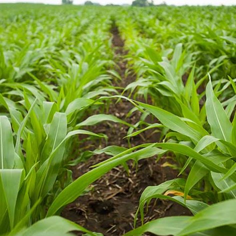 Row of Crops 