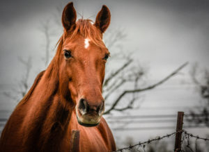 Horse