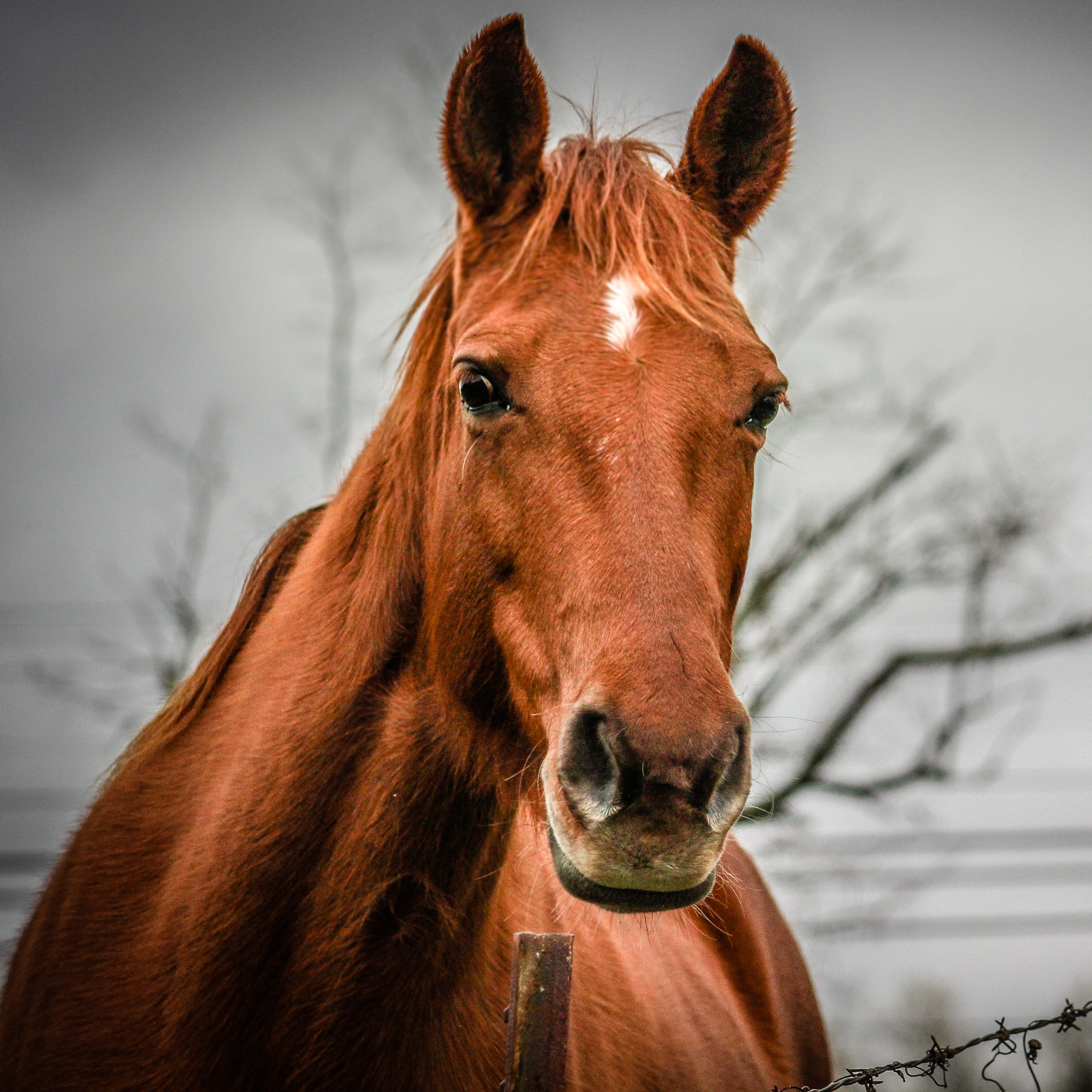 Photo of a reddish brown horse 