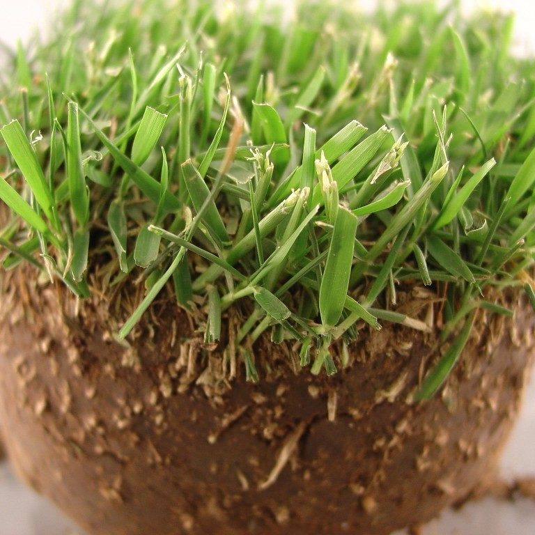 Photo of grass growing with soil base 