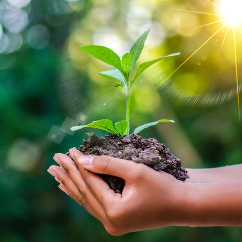 Hand holding plant in soil 