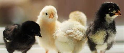 Chick Chain