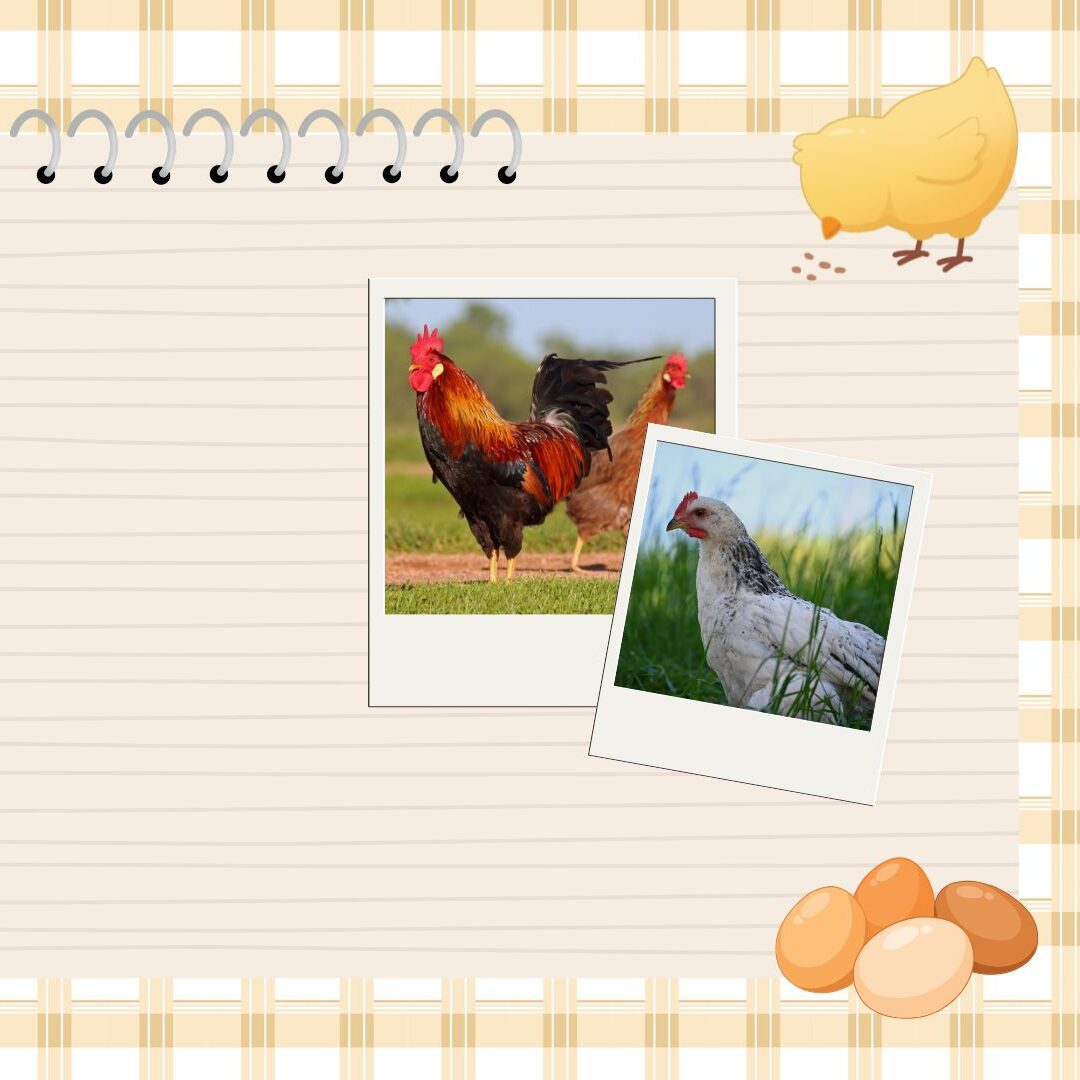 Chickens 